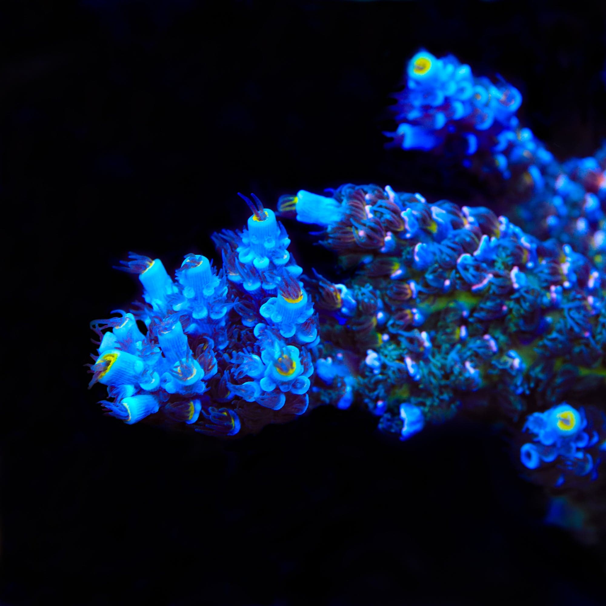 TSA Sin City Tenuis Acropora XL Frag Coral
