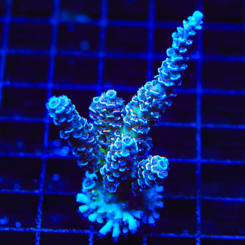 TSA Sin City Tenuis Acropora XL Frag Coral
