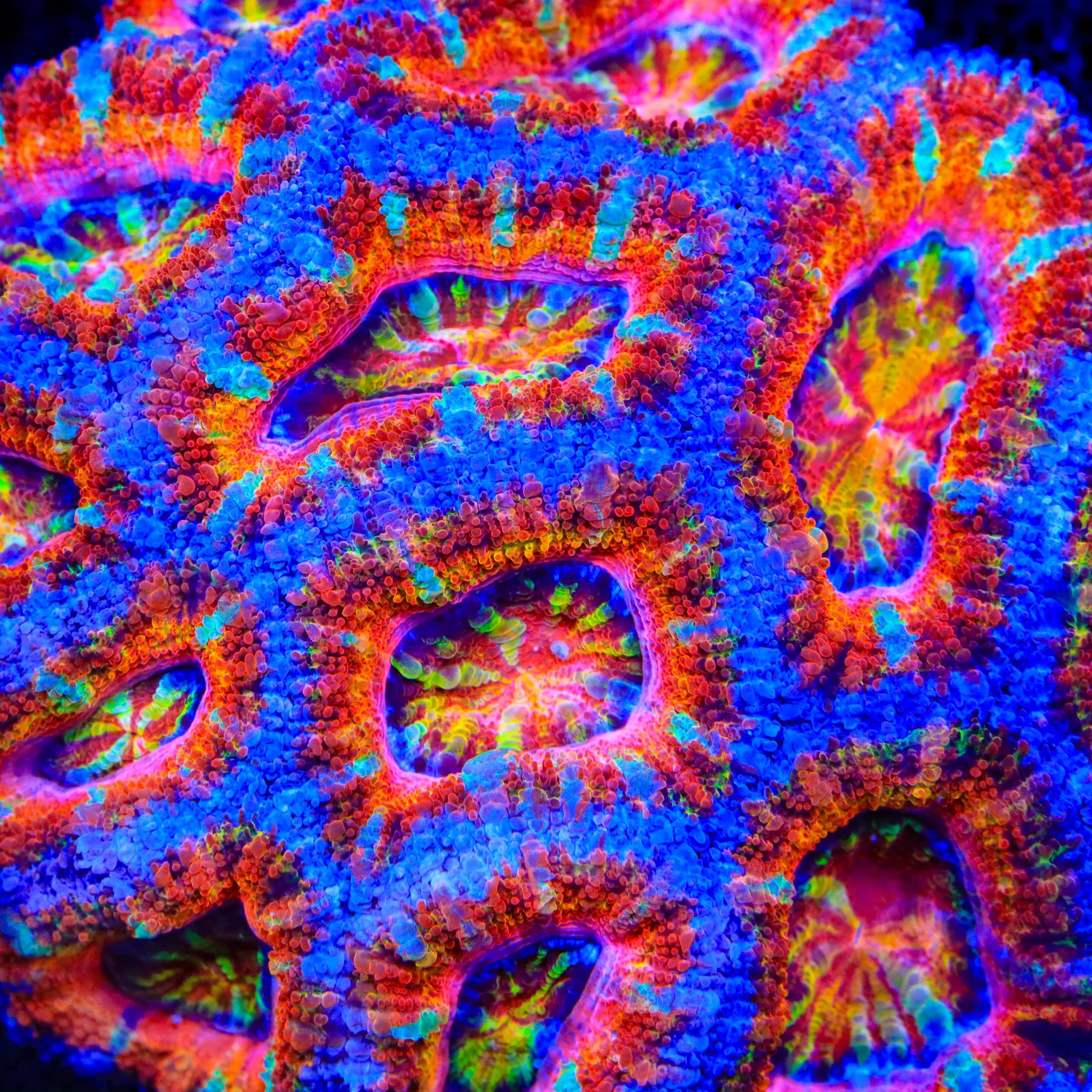 TSA Sir Lollipop Acan Coral