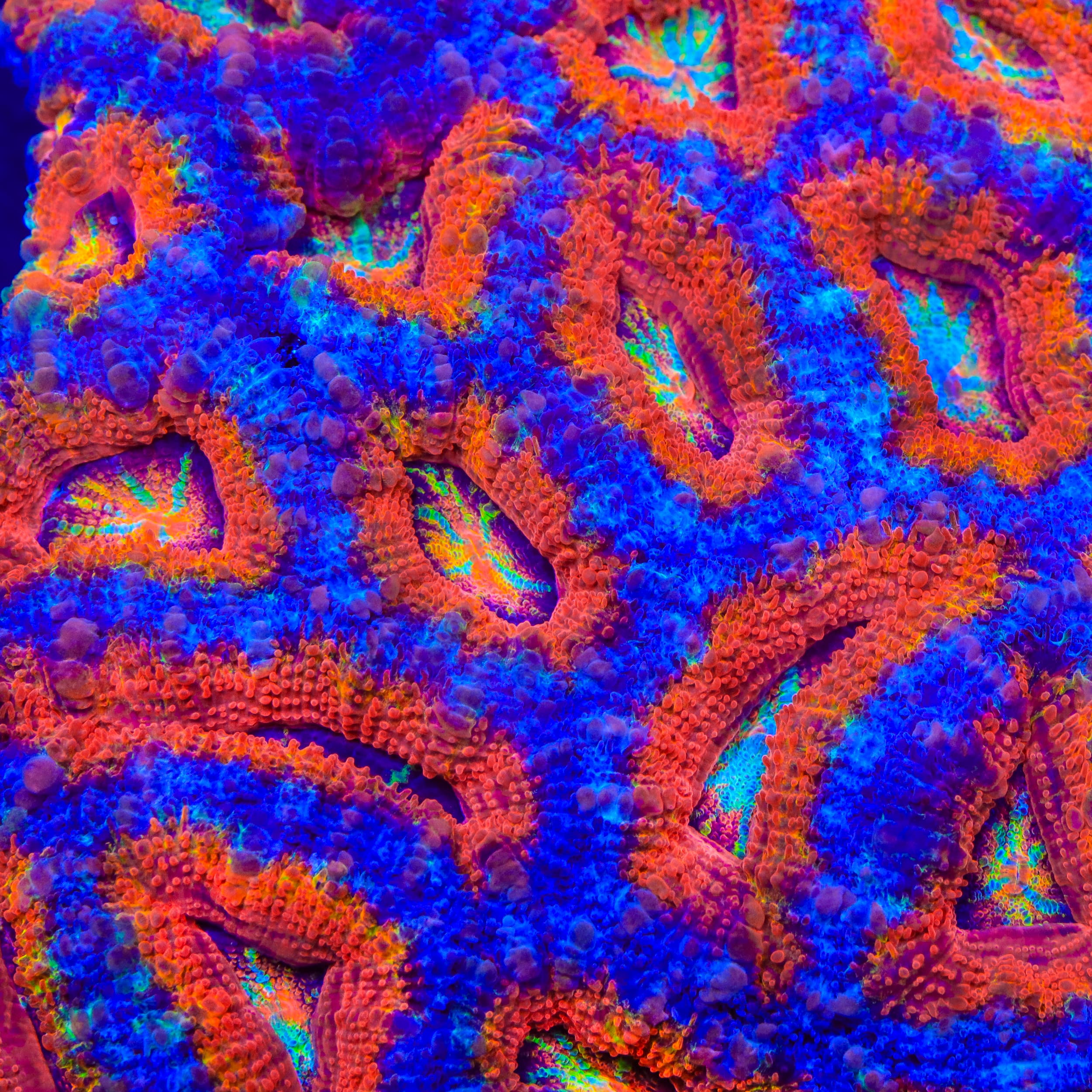 LPS Coral for Sale | Buy Unique LPS Corals for Your Reef Aquarium