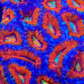 TSA Sir Lollipop Acan Coral