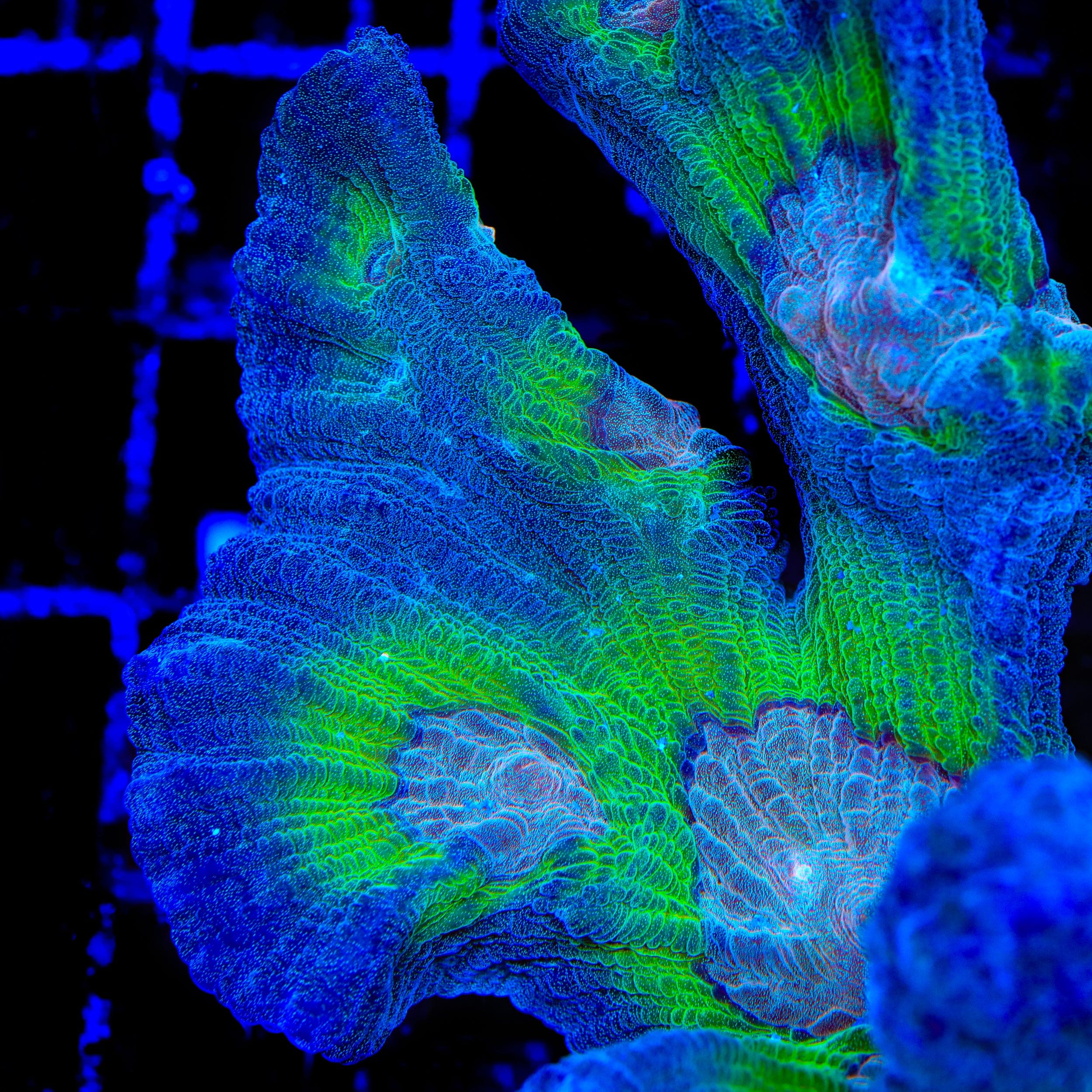 TSA Sizzler Pectinia Coral