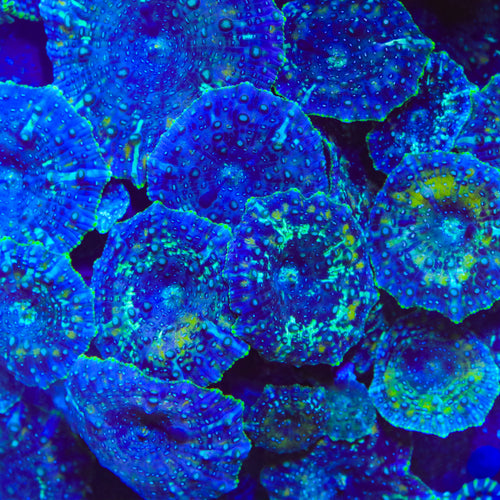 TSA Skydive Mushroom Coral