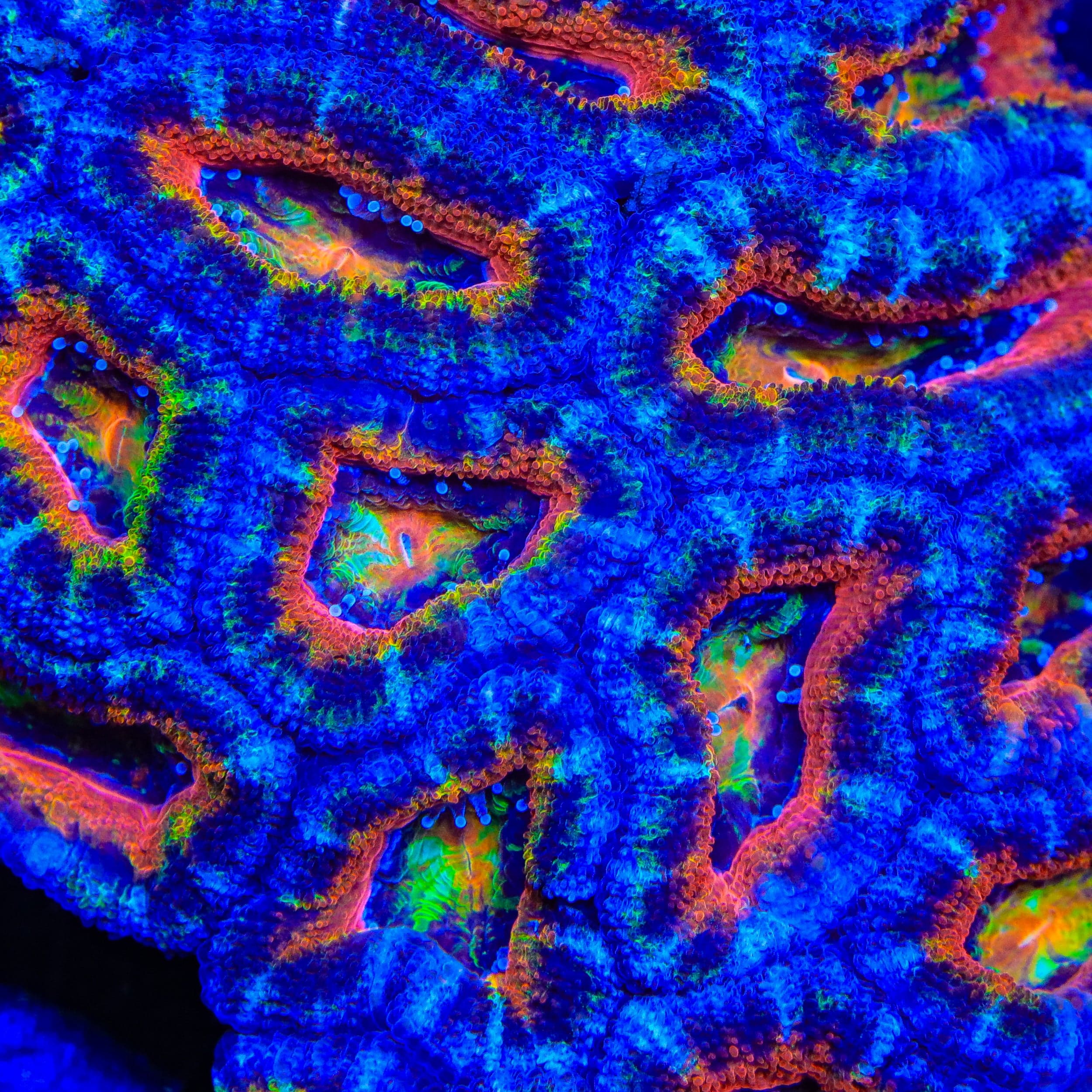 TSA Slice of Life Acan Coral – Top Shelf Aquatics