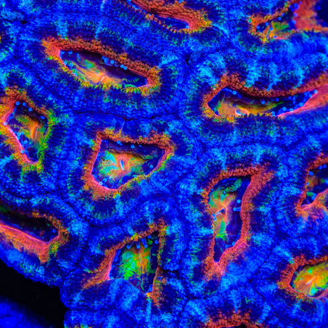TSA Slice of Life Acan Coral