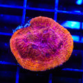 TSA Slowburn Chalice Coral