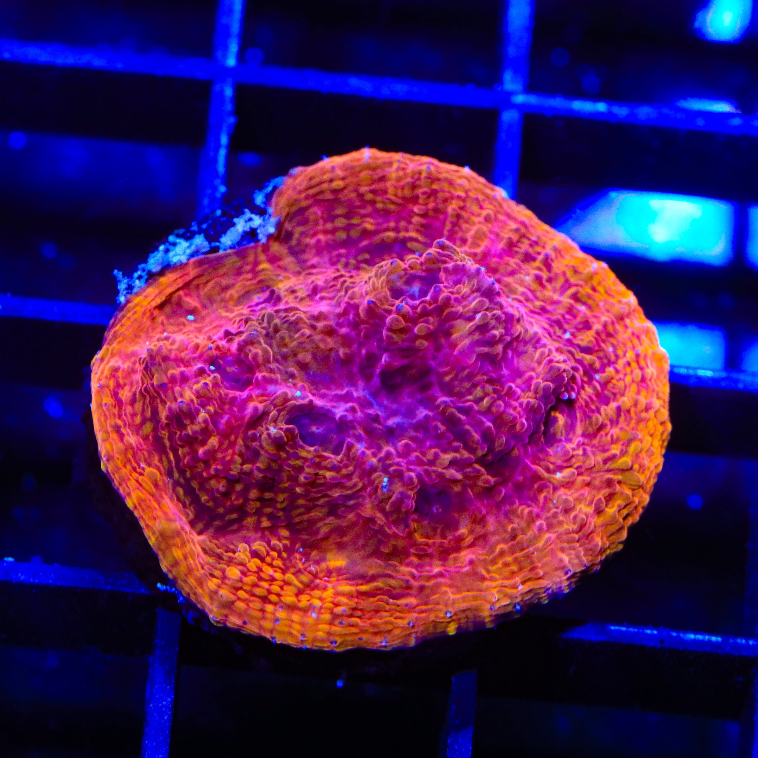TSA Slowburn Chalice Coral