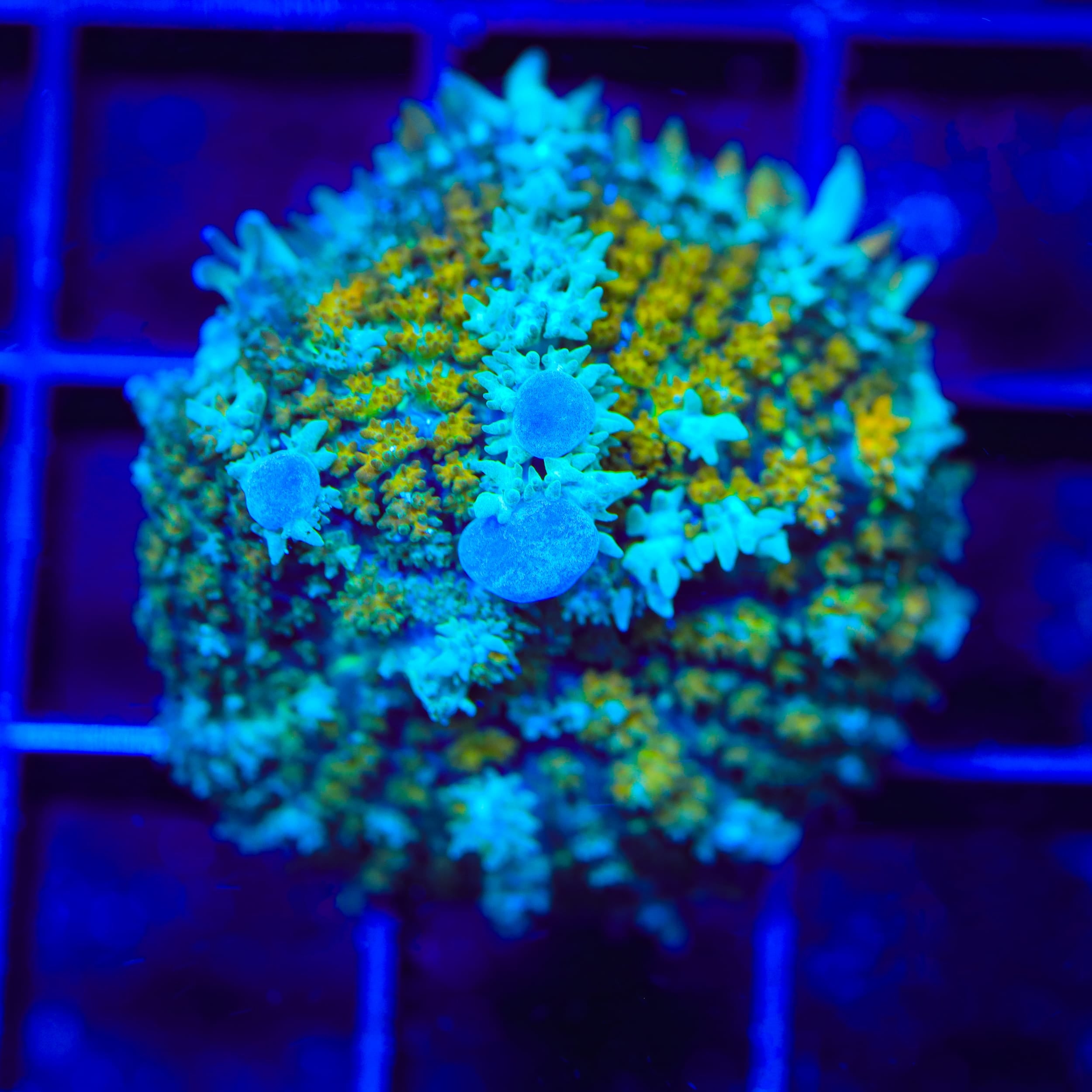 TSA Snow Globe Bounce Mushroom Coral
