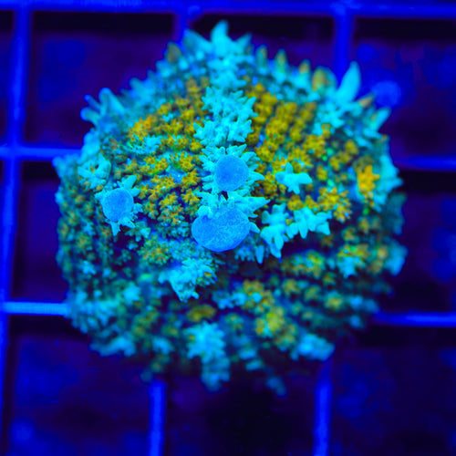 TSA Snow Globe Bounce Mushroom Coral