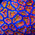 TSA Solar Spectrum Acan Coral