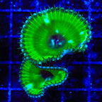 TSA Sour Apple Palythoa Grandis Coral