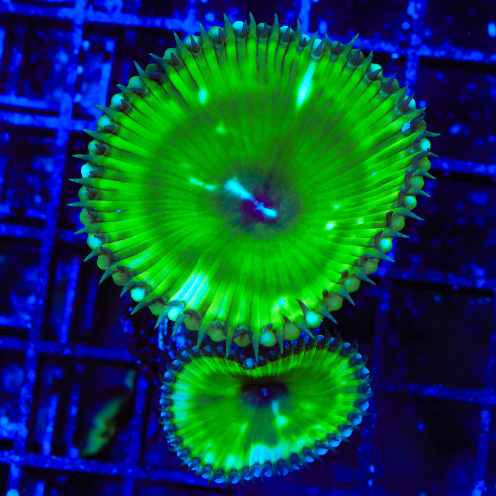 TSA Sour Apple Palythoa Grandis Coral