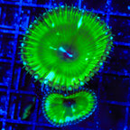 TSA Sour Apple Palythoa Grandis Coral