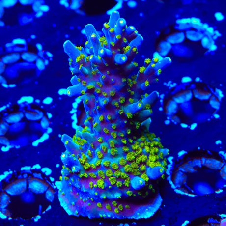 TSA Sour Patch Acropora XL Frag Coral