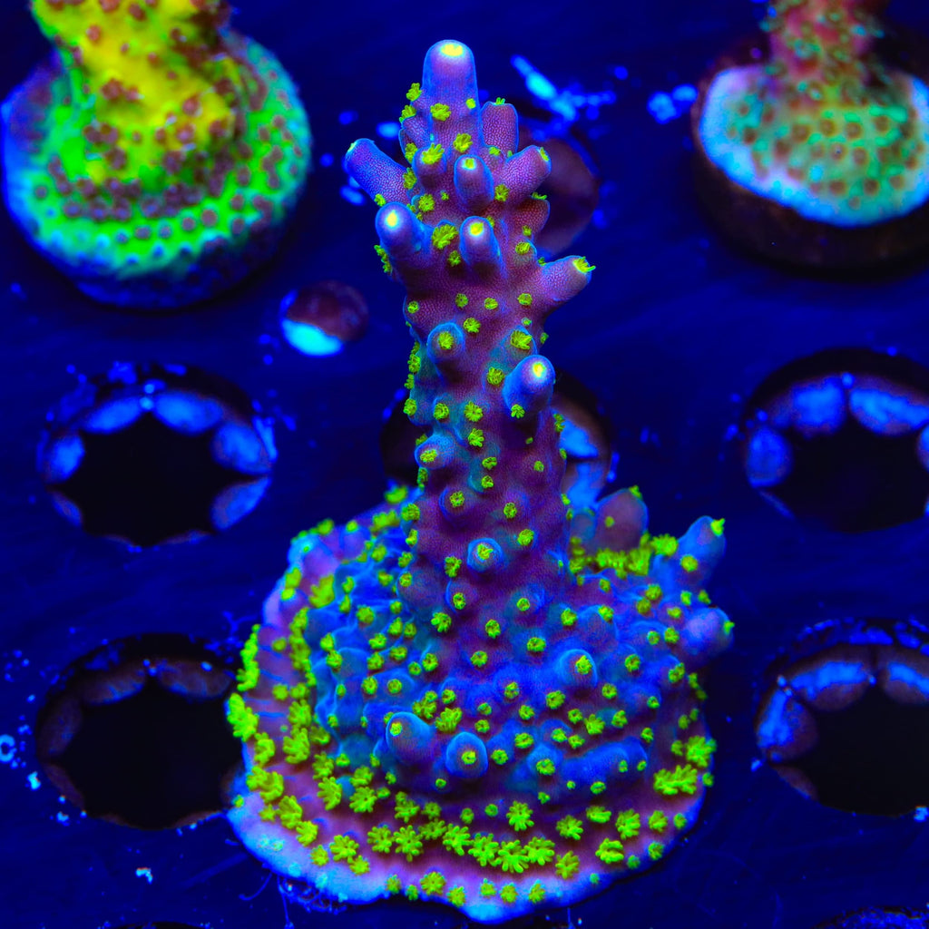 TSA Sour Patch Acropora XL Frag Coral