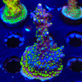 TSA Sour Patch Acropora XL Frag Coral