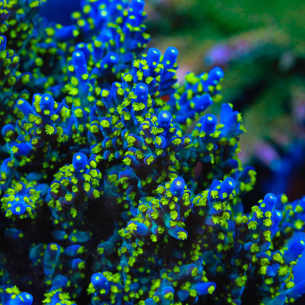 TSA Sour Patch Acropora XL Frag Coral