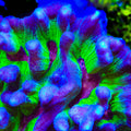 TSA Sour Spirit Pectinia Coral