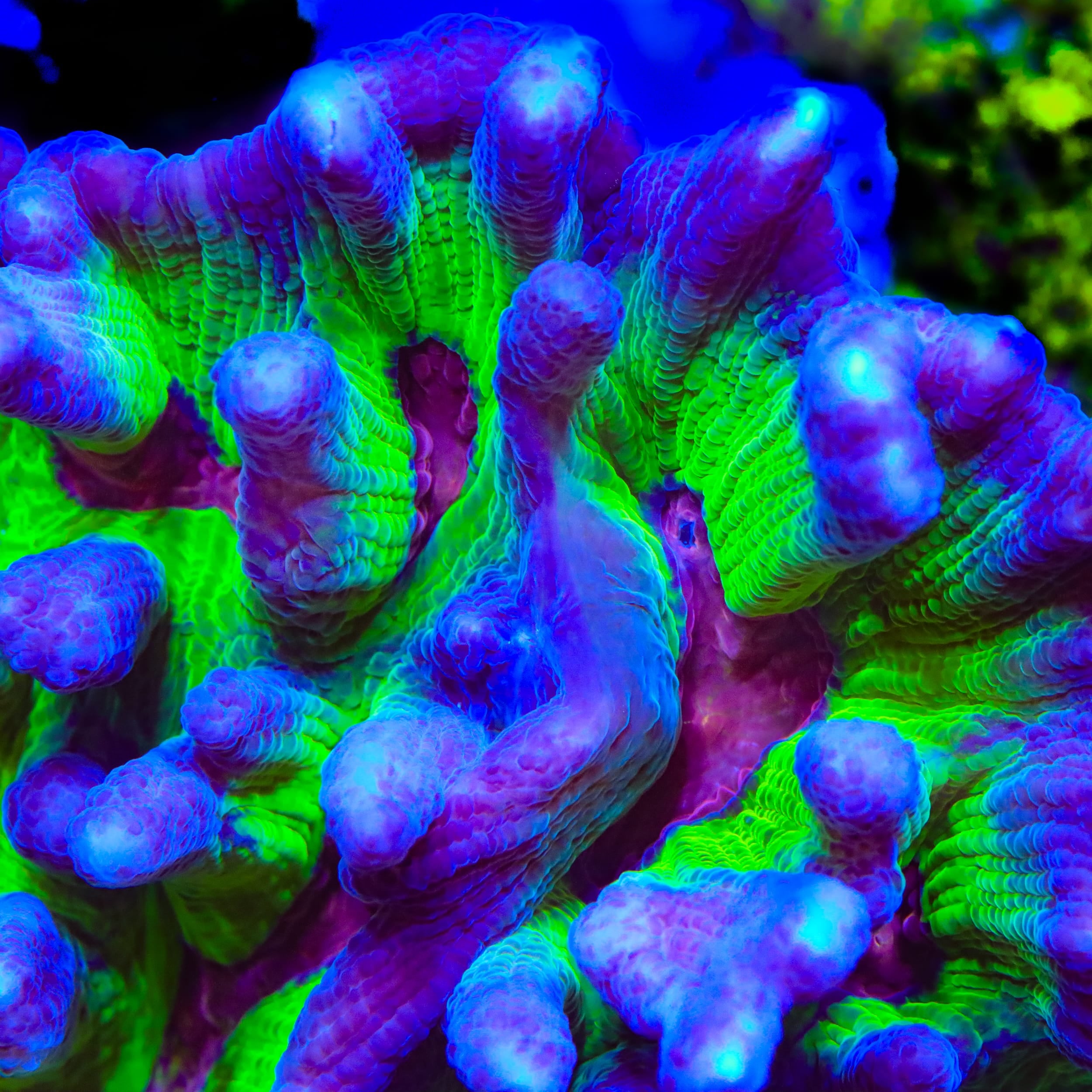 TSA Sour Spirit Pectinia Coral