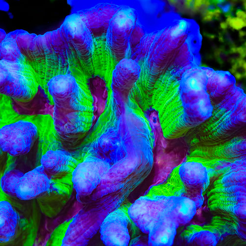 TSA Sour Spirit Pectinia Coral