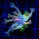 TSA Sour Tsunami Acropora Coral