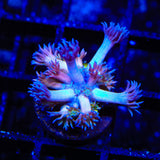 TSA Sour Tsunami Acropora Coral