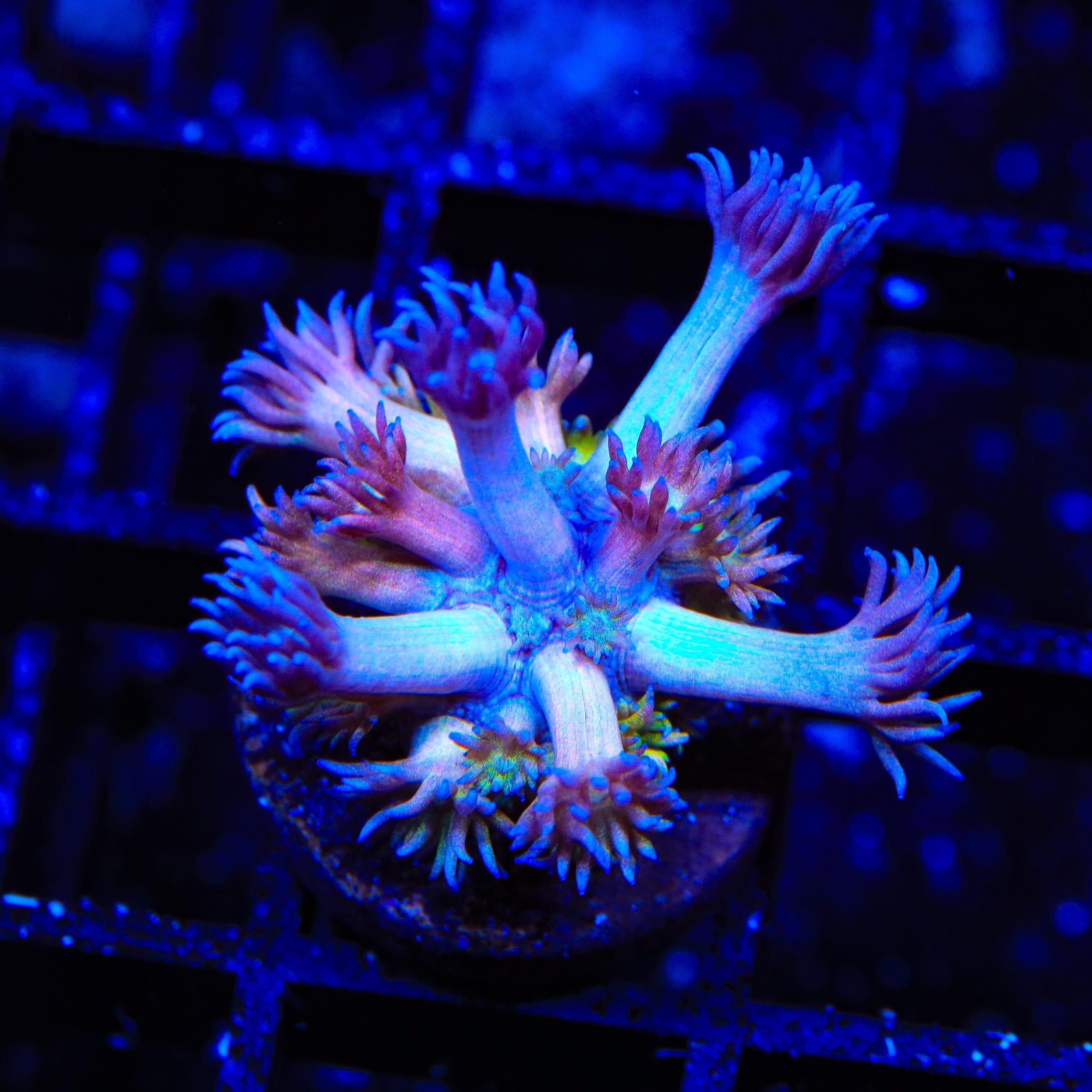 TSA Sour Tsunami Acropora Coral