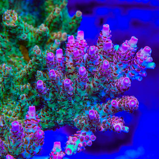 TSA Sour Tsunami Acropora Coral