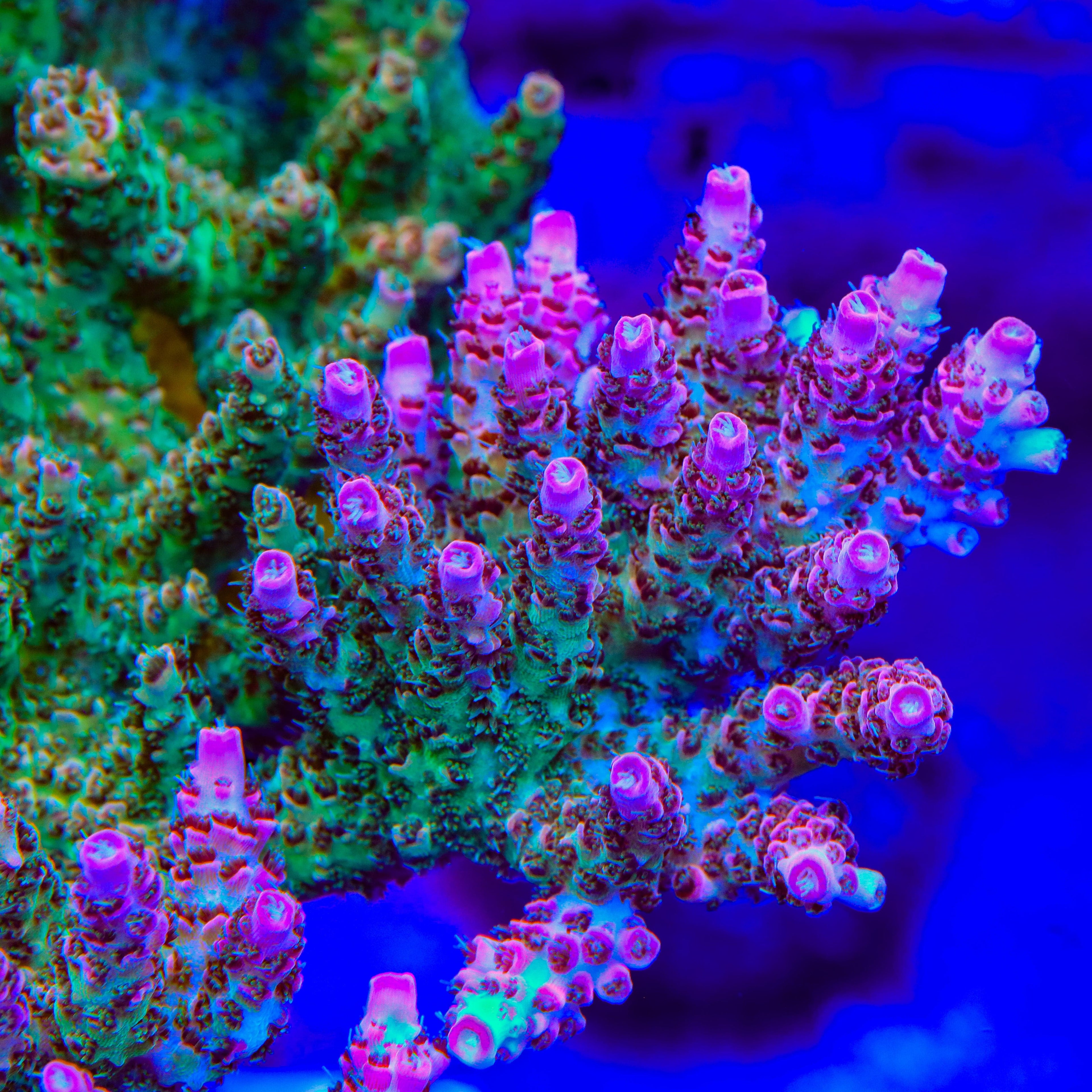 TSA Sour Tsunami Acropora Coral