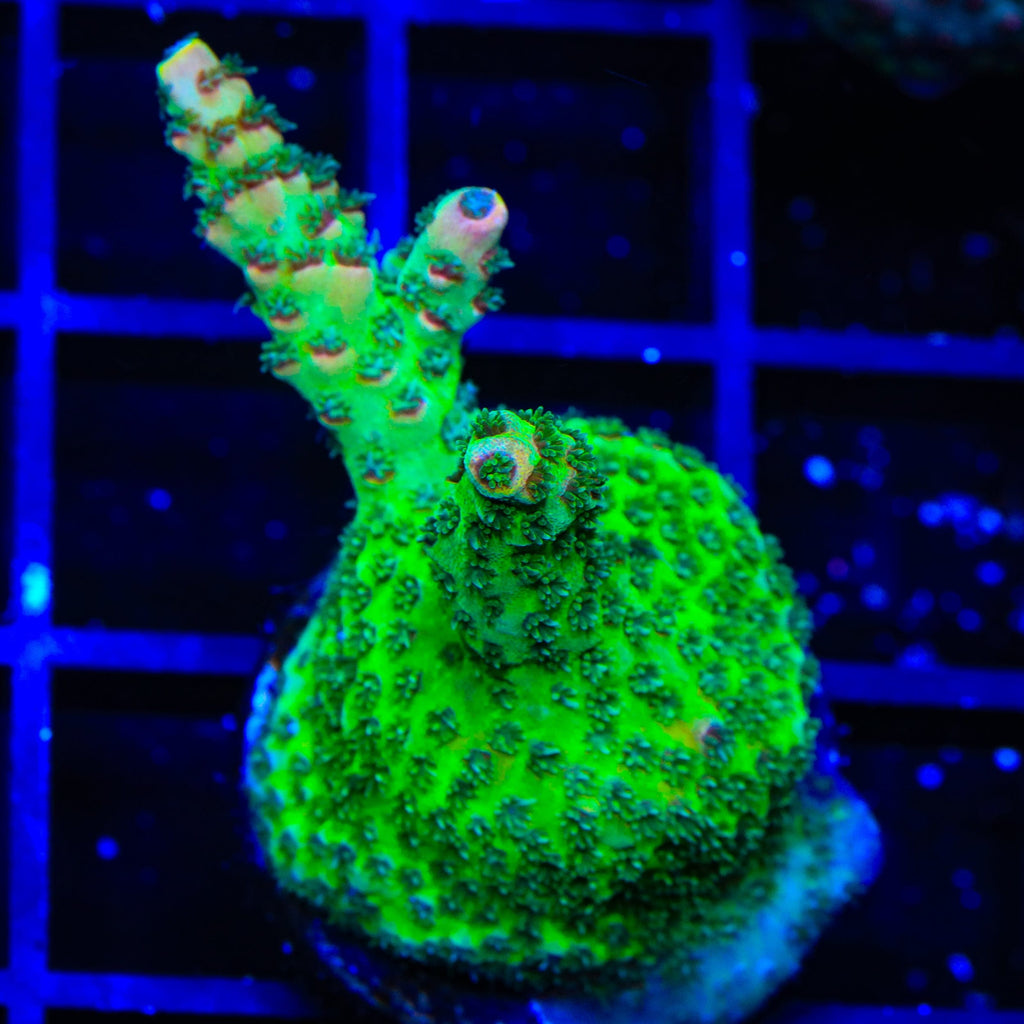 TSA Sour Tsunami Acropora Coral