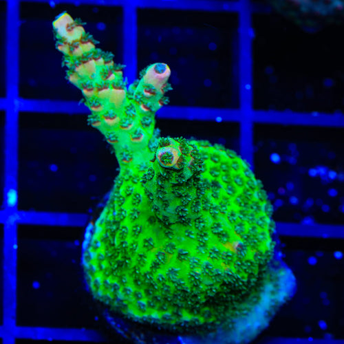 TSA Sour Tsunami Acropora Coral