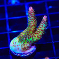 TSA Sour Tsunami Acropora Coral