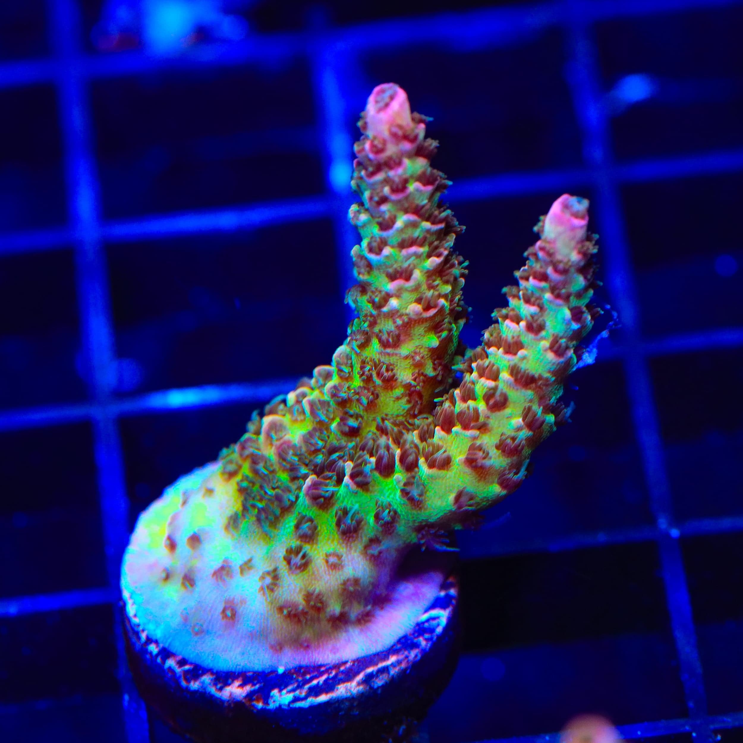 TSA Sour Tsunami Acropora Coral