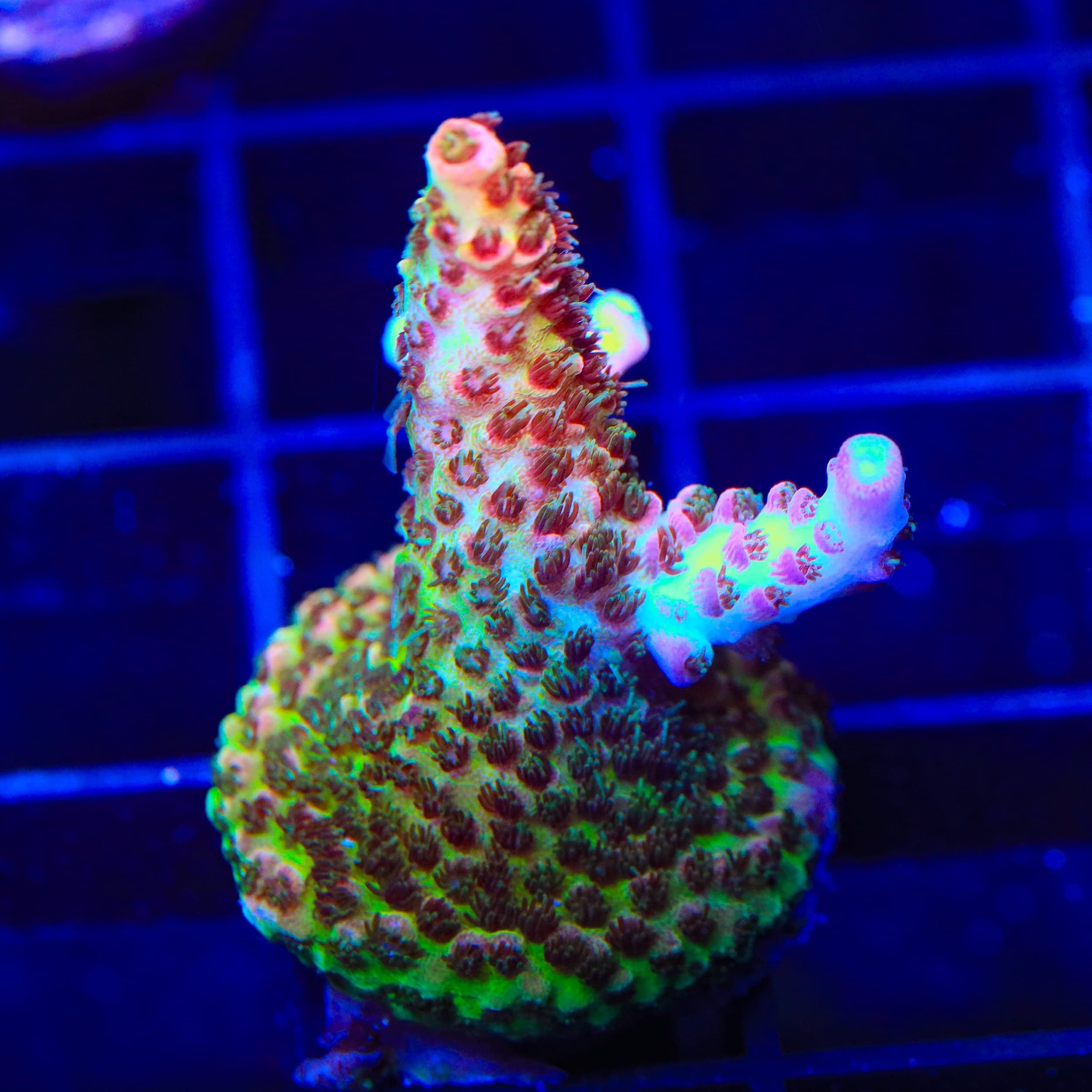 TSA Sour Tsunami Acropora Coral