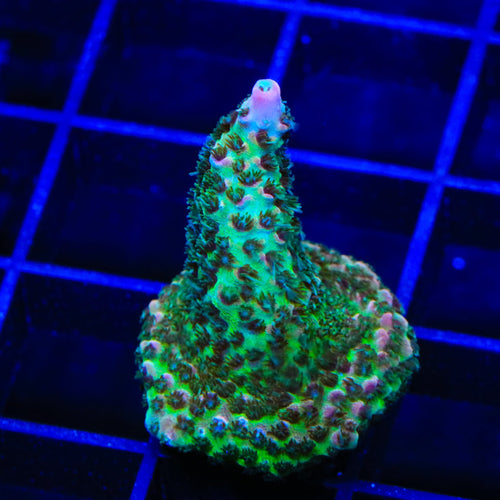 TSA Sour Tsunami Acropora Coral