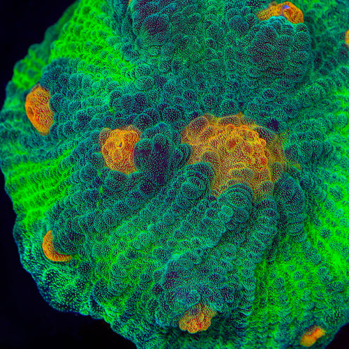 TSA Space Dune Chalice Coral