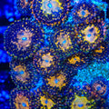 TSA Space Leopard Zoanthids Coral