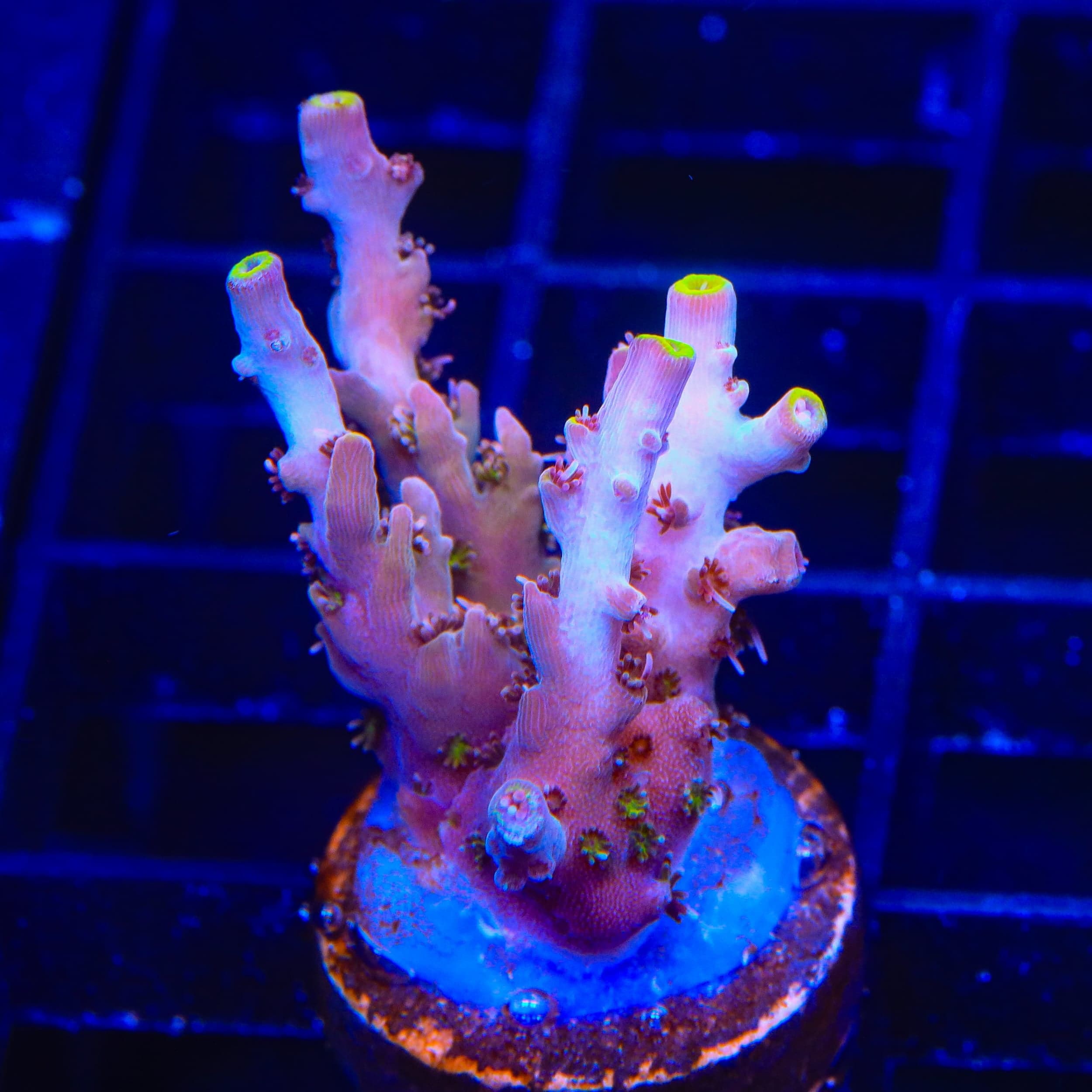 TSA Sparkler Acropora Coral