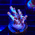 TSA Sparkler Acropora Coral