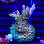 TSA Sparkler Acropora Coral