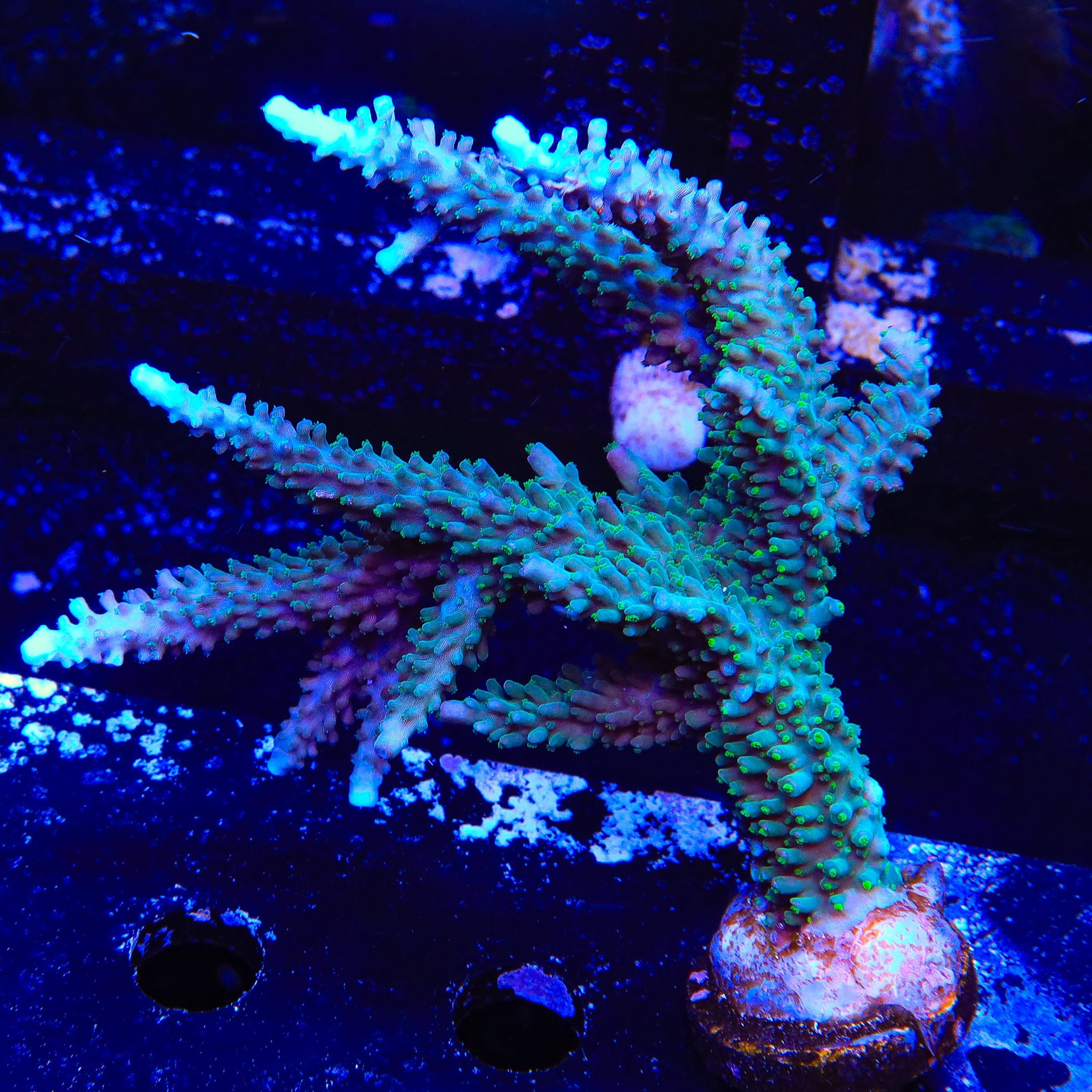 TSA Sprocket Acropora Colony Coral