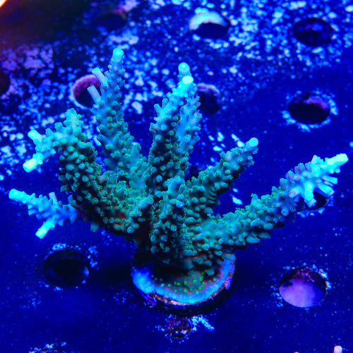 TSA Sprocket Acropora Colony Coral