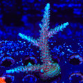 TSA Sprocket Acropora XL Frag Coral