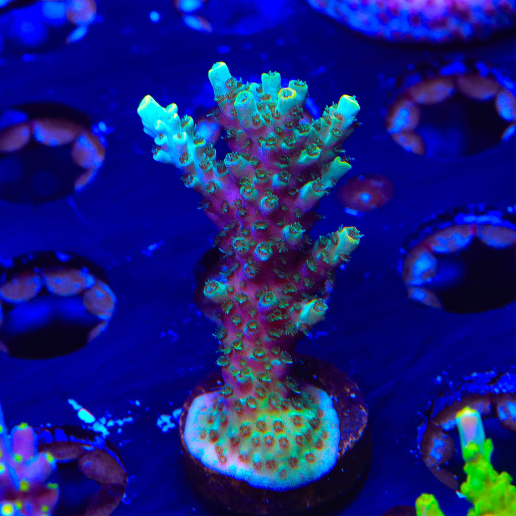 TSA Sprocket Acropora XL Frag Coral