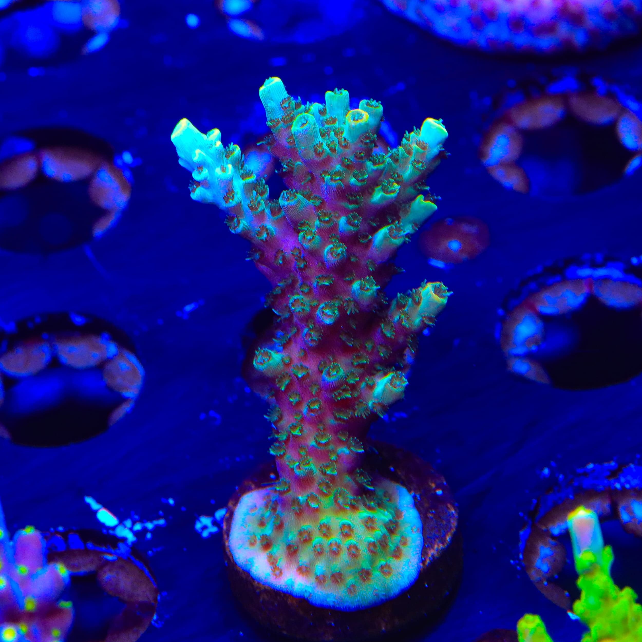 TSA Sprocket Acropora XL Frag Coral