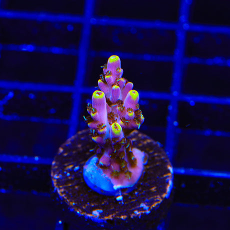 TSA Spyro the Dragon Acropora Coral