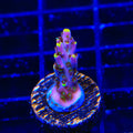 TSA Spyro the Dragon Acropora Coral