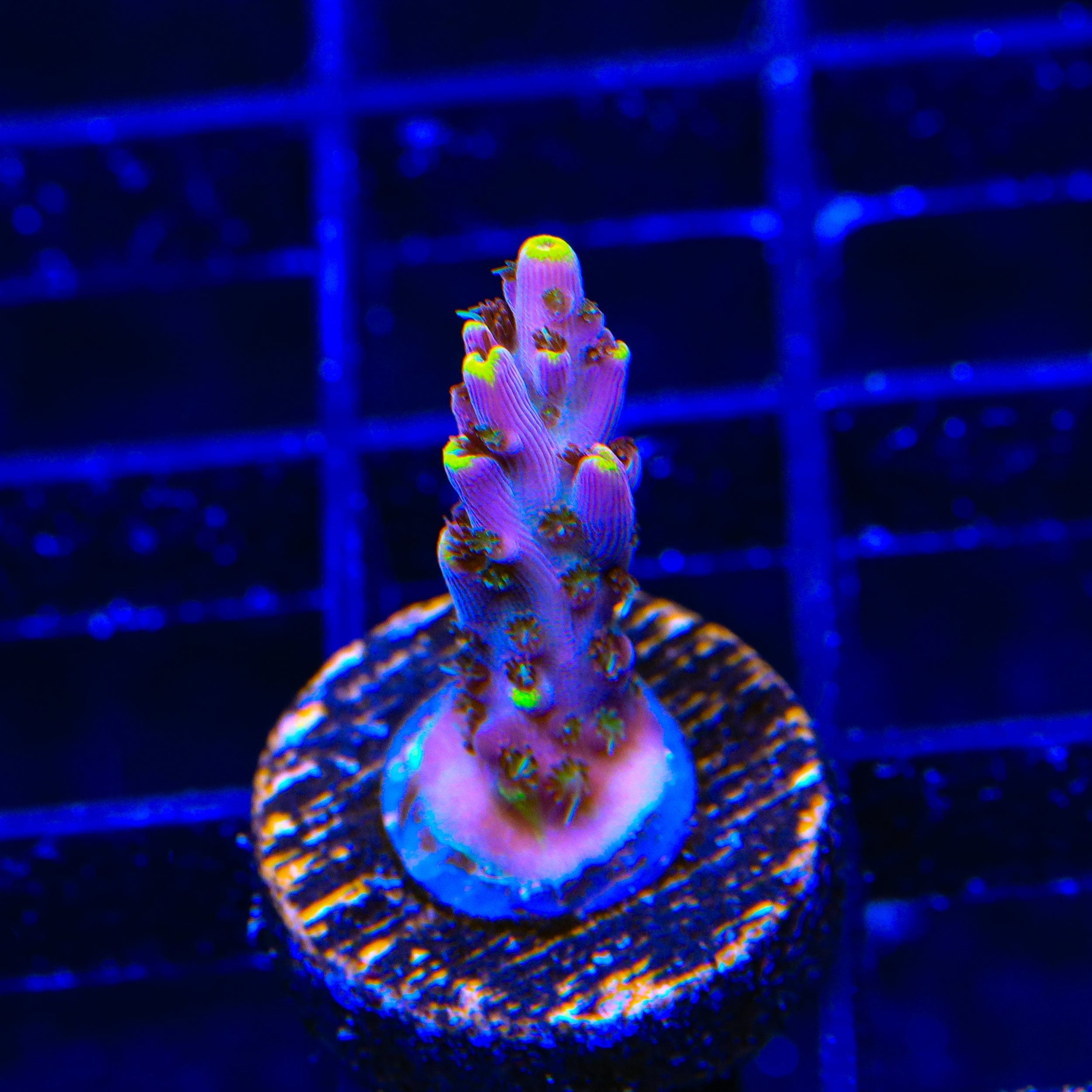 TSA Spyro the Dragon Acropora Coral