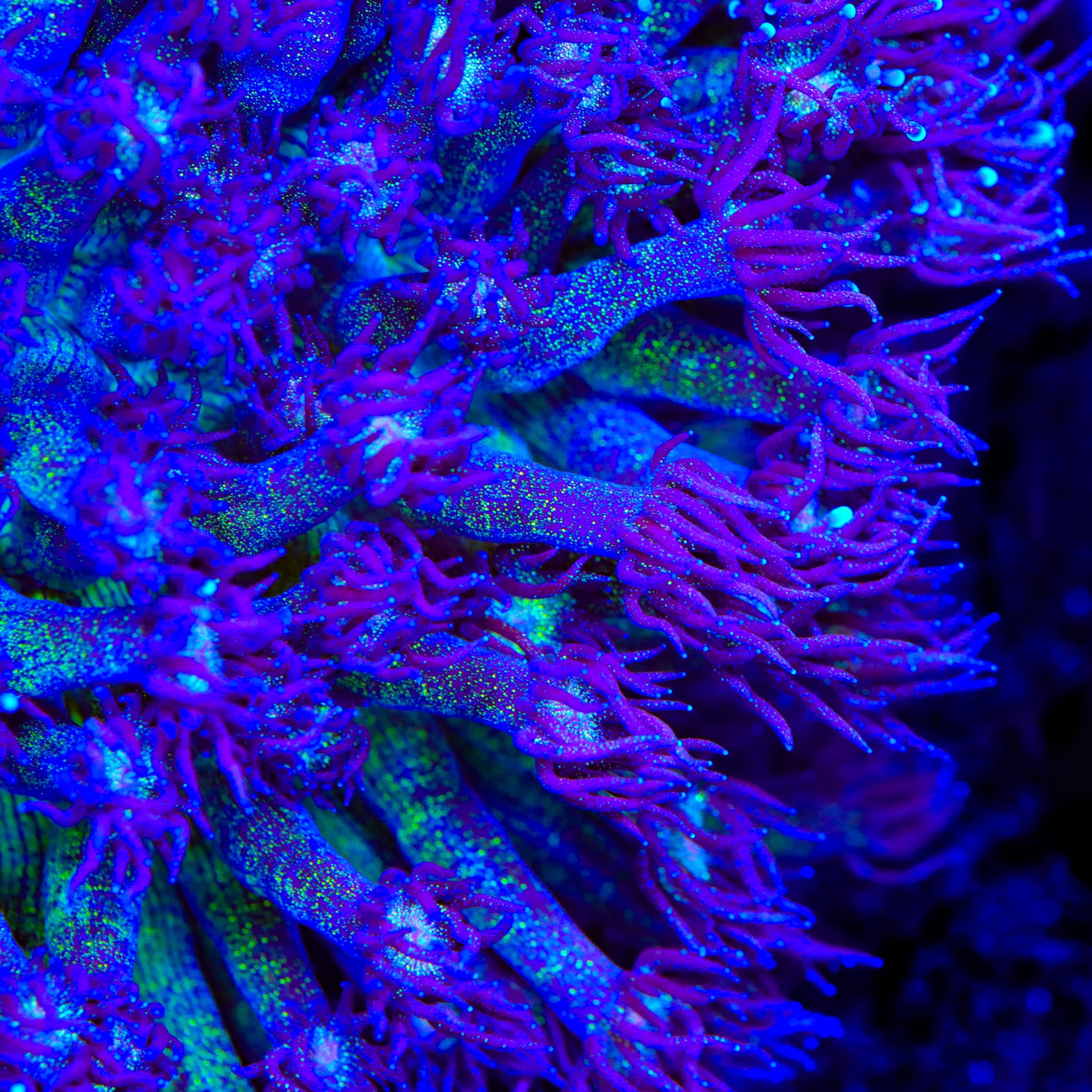 TSA Star Crusher Glitter Goniopora Coral