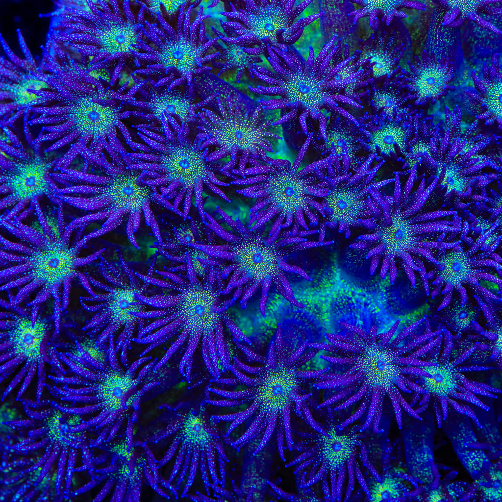 TSA Star Crusher Glitter Goniopora Coral